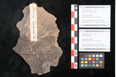 Foto (Detailansicht) von Daphniphyllum sp. (NHMW-GEO-2024-0188-10158b)